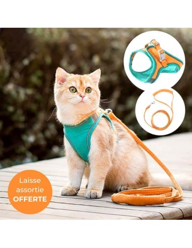 Harnais pour chat - Kodabo™ 